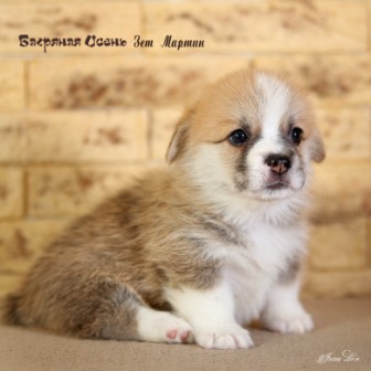 Щенки Вельш Корги Пемброк литер З-20-3.Багряная осень.