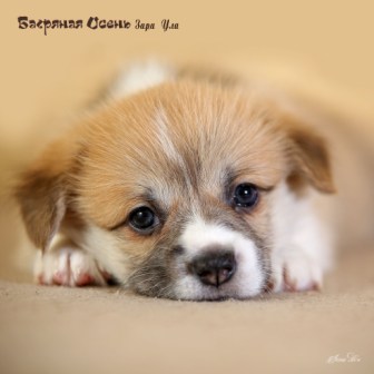 Щенки Вельш Корги Пемброк литер З-20-4.Багряная осень.