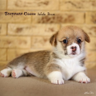 Щенки Вельш Корги Пемброк литер З-20-5.Багряная осень.