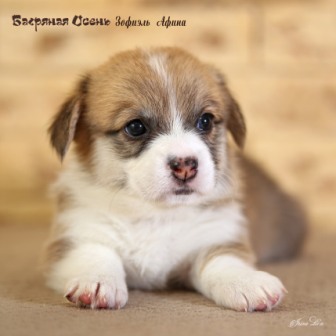 Щенки Вельш Корги Пемброк литер З-20-6.Багряная осень.