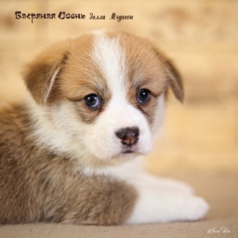 Щенки Вельш Корги Пемброк литер З-20-7.Багряная осень.