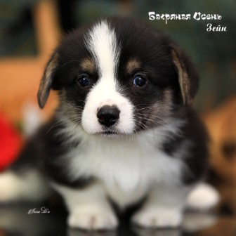 Щенки Вельш Корги Пемброк помета З-21 2021 года 2.