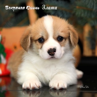 Щенки Вельш Корги Пемброк помета З-21 2021 года 3.