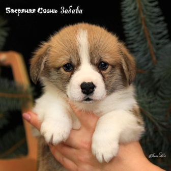 Щенки Вельш Корги Пемброк помета З-21 2021 года 4.