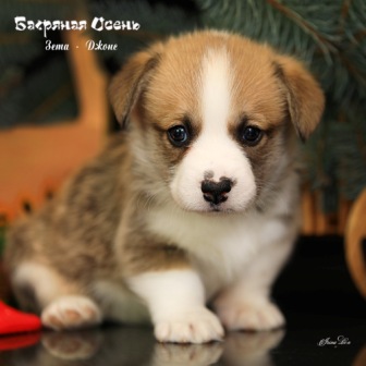 Щенки Вельш Корги Пемброк помета З-21 2021 года 5.