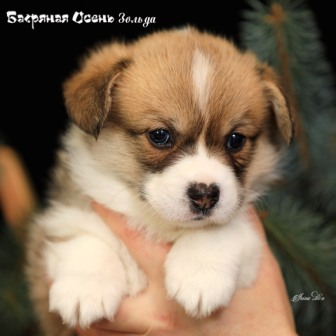 Щенки Вельш Корги Пемброк помета З-21 2021 года 6.