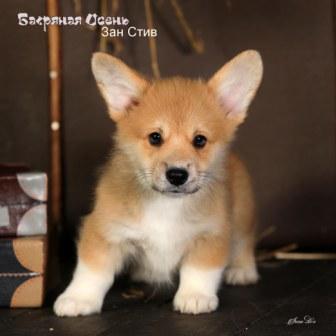 Щенки помета З-1 Вельш Корги Пемброк осени 2022 года