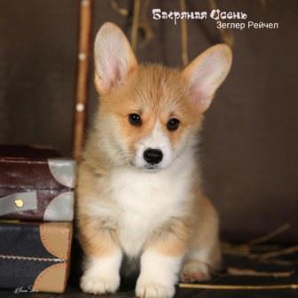 Щенки помета З-2 Вельш Корги Пемброк осени 2022 года