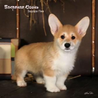 Щенки помета З-3 Вельш Корги Пемброк осени 2022 года