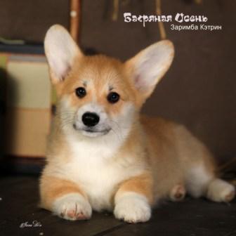 Щенки помета З-4 Вельш Корги Пемброк осени 2022 года