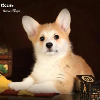 Щенки помета З-5 Вельш Корги Пемброк осени 2022 года