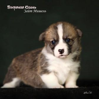 Щенки Вельш Корги Пемброк помета З-1 2024 года