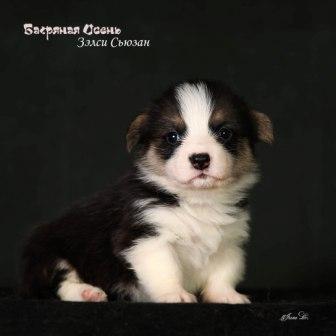 Щенки Вельш Корги Пемброк помета З-2 2024 года