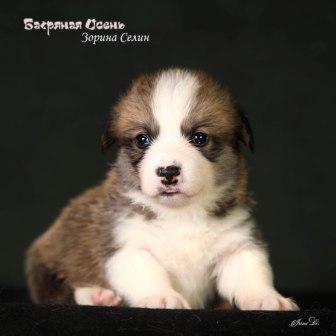 Щенки Вельш Корги Пемброк помета З-4 2024 года