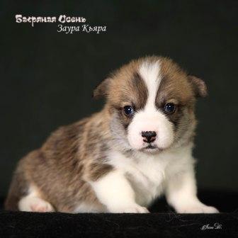 Щенки Вельш Корги Пемброк помета З-5 2024 года
