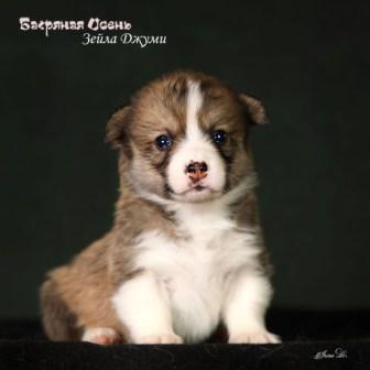 Щенки Вельш Корги Пемброк помета З-6 2024 года