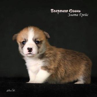 Щенки Вельш Корги Пемброк помета З-7 2024 года