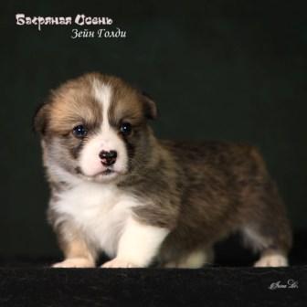 Щенки Вельш Корги Пемброк помета З-8 2024 года