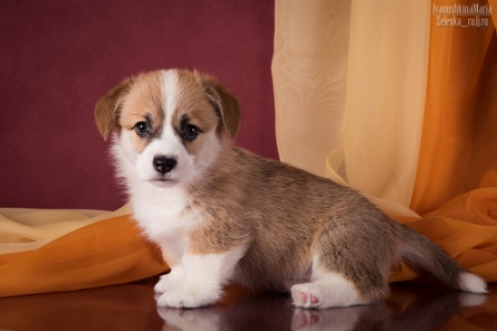 Багряная осень. Помет литтер А.