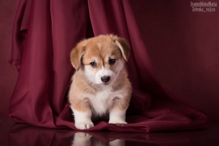 Багряная осень. Помет литтер А.