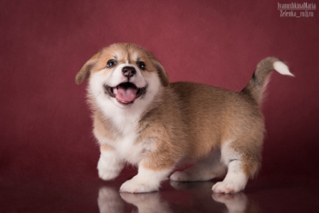 Багряная осень. Помет литтер А.