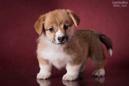 Багряная осень. Помет литтер А.