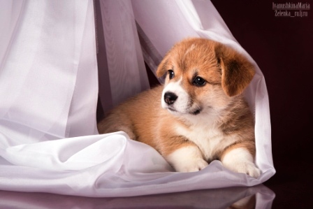 Багряная осень. Помет литтер А.