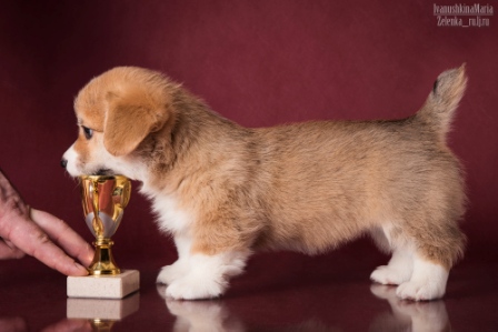 Багряная осень. Помет литтер А.
