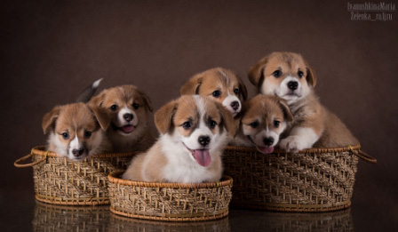 Щенки литтер А