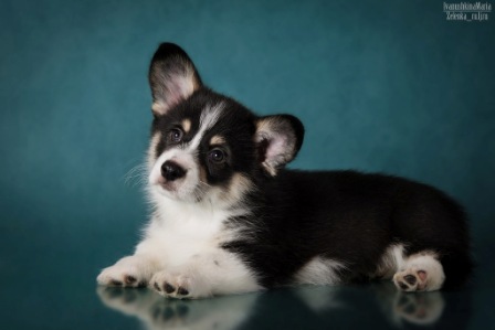 Берти. Багряная осень.