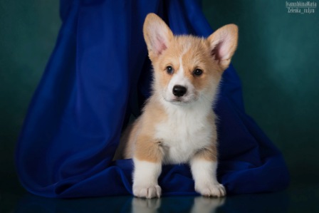 Бервик. Багряная осень.