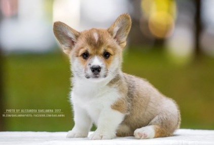 Джастин. Багряная осень.