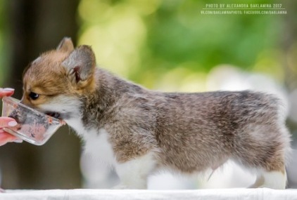 Джэк. Багряная осень.