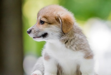 Доминик. Багряная осень.