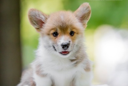 Дюк. Багряная осень.