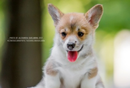 Дульсинея. Багряная осень.