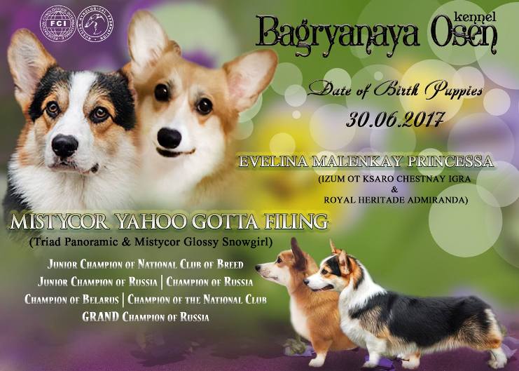 Презентация помета литтер Д