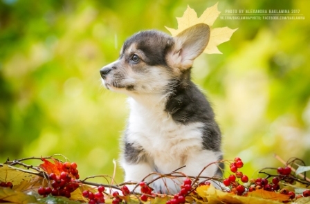 Щенки Корги. Багряная осень.