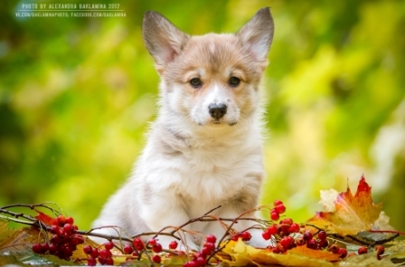 Щенки Корги. Багряная осень.