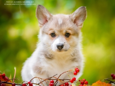 Щенки Корги. Багряная осень.