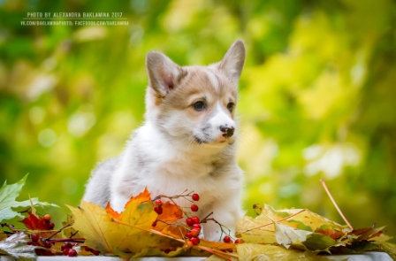 Щенки Корги. Багряная осень.