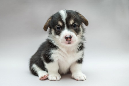 Гала. Багряная осень.