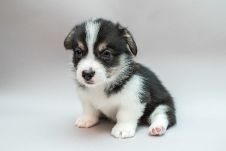 Глория. Багряная осень.