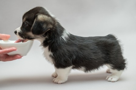 Грегори. Багряная осень.