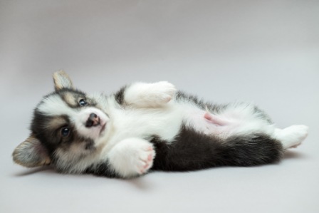 Грэй. Багряная осень.