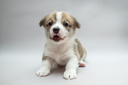 Грэйс. Багряная осень.