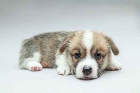 Густав. Багряная осень.