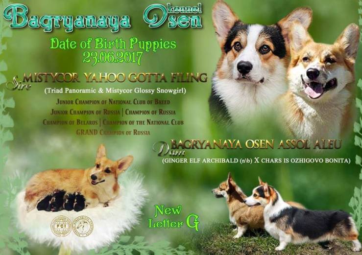 Презентация помета литтер Г