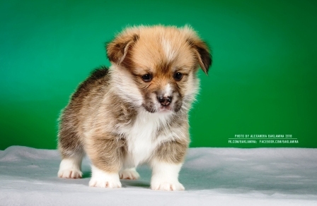 Багряная осень. Жадор Бабби.