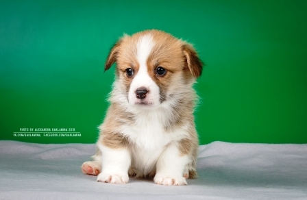 Багряная осень. Жаклин Лире.